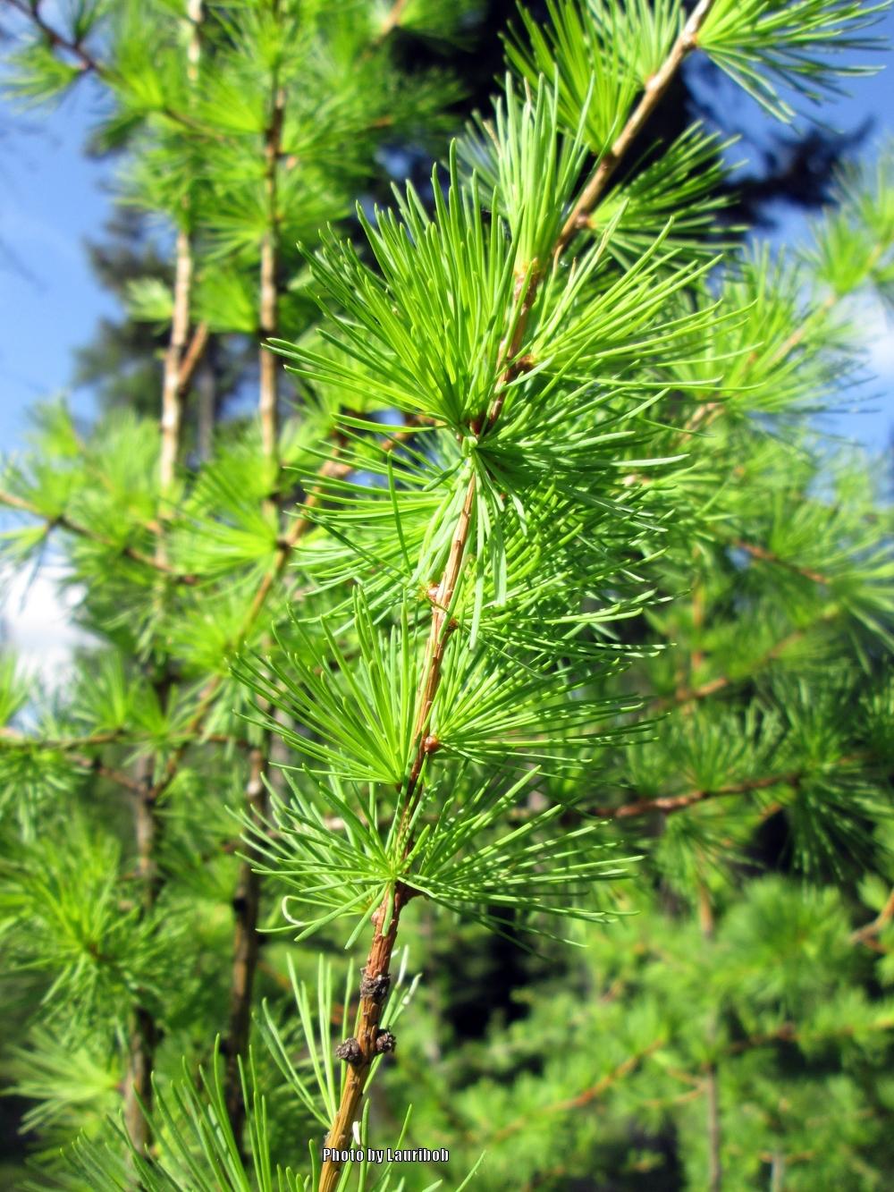 Green Larix Occidentalis Herb Seeds for Planting – Heirloom, Non-GMO Versatile Seeds for Thriving Gardens