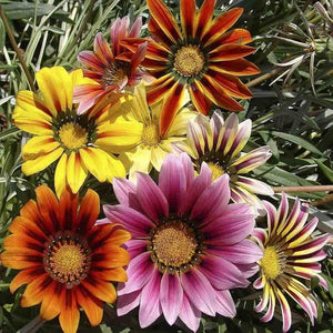 Flower Seeds, Seeds,Seeds For Planting,Plant Seeds
