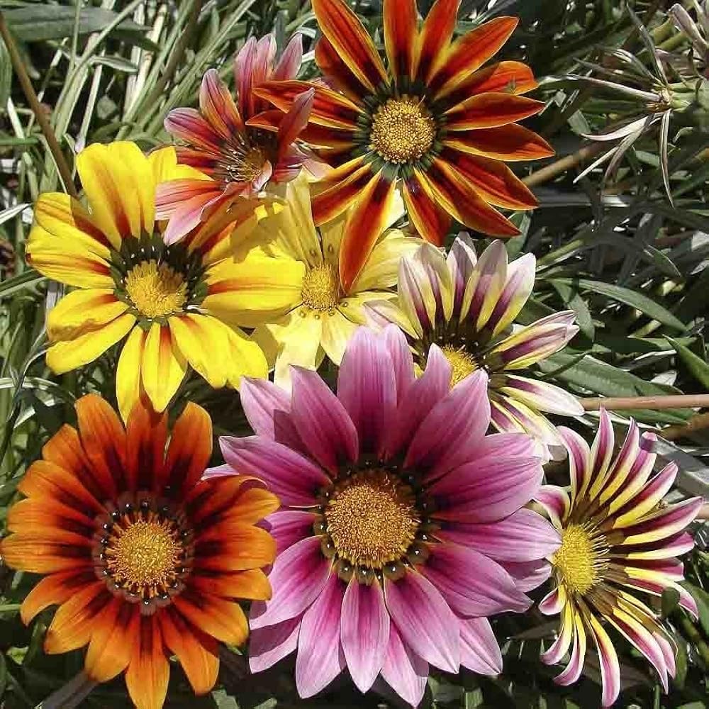 Flower Seeds, Seeds,Seeds For Planting,Plant Seeds