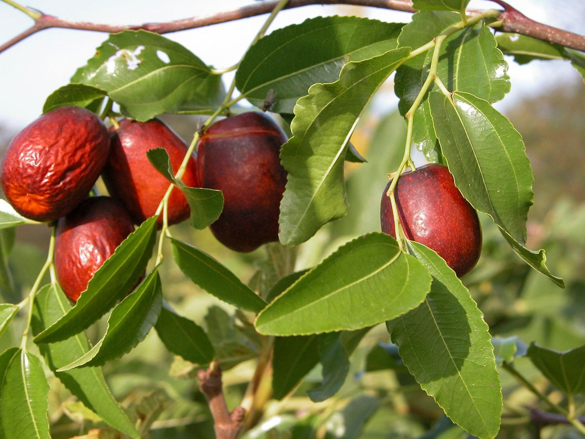 Ziziphus Herb Seeds for Planting – Heirloom, Non-GMO Seeds Ideal for Container Gardening