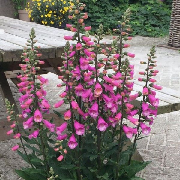 Pink Climbing Foxglove Flower Seeds for Planting – Heirloom, Non-GMO, Easy to Grow, Organic Garden Seeds