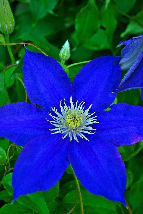 Dark Blue Clematis Flower Seeds for Planting - Heirloom, Non-GMO, Long Bloom Organic Garden Seeds