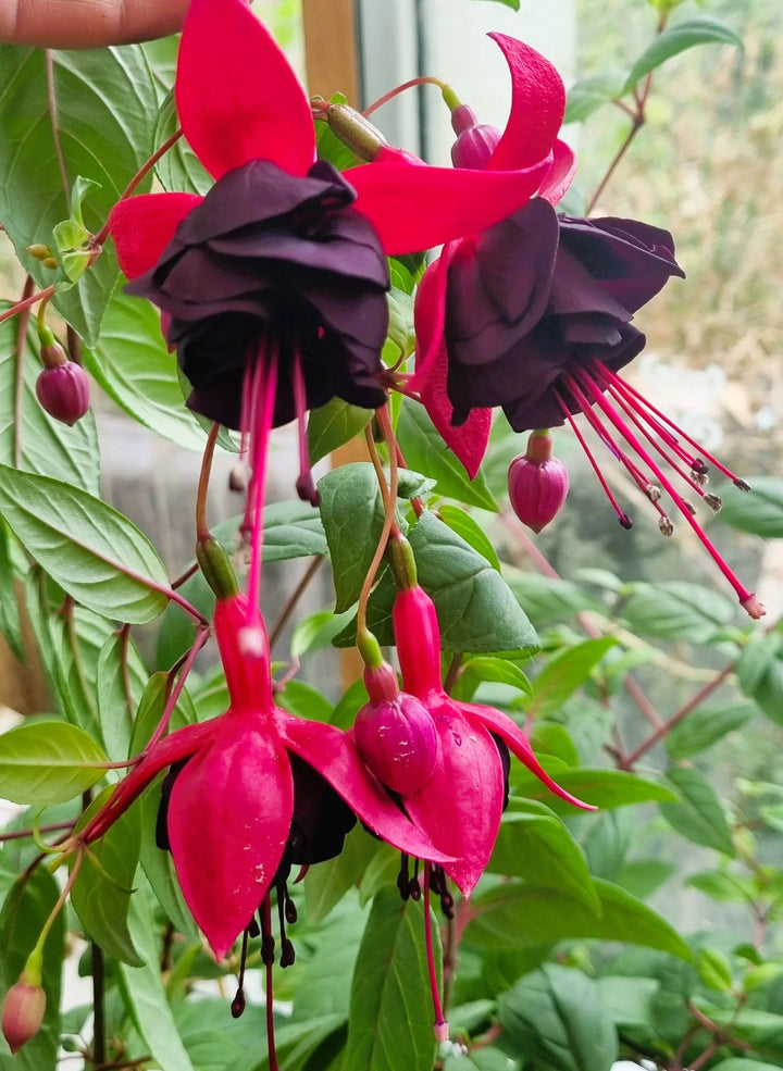 Dark Maroon Fuchsias Flower Seeds for Planting | Heirloom Non-GMO High Germination Seeds