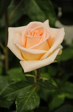 Light Orange Rose Flower Seeds for Planting – Heirloom Non-GMO, High Germination Organic Garden Seeds