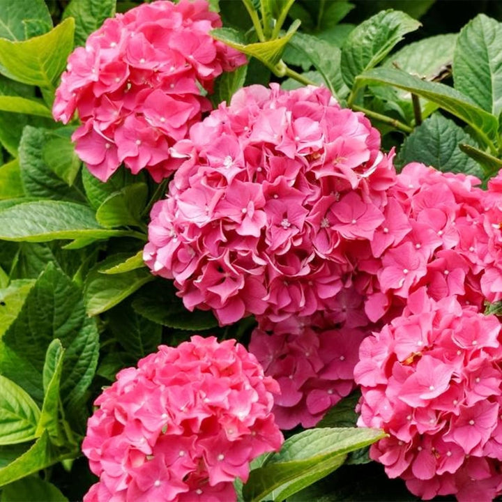Flower Seeds, Seeds,Seeds For Planting,Plant Seeds