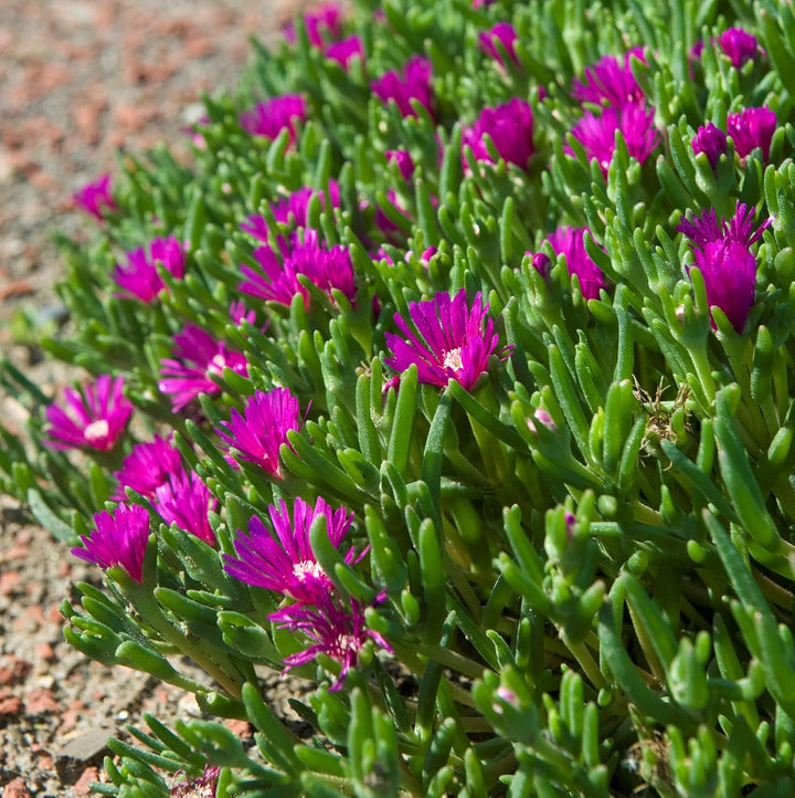 Flower Seeds, Seeds,Seeds For Planting,Plant Seeds