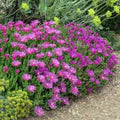 Lavender Delosperma Flower Seeds for Planting – Heirloom, Non-GMO, High Germination Organic Garden Seeds
