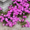 Lavender Delosperma Flower Seeds for Planting – Heirloom, Non-GMO, High Germination Organic Garden Seeds
