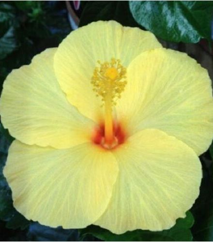 Light Yellow Hibiscus Flower Seeds for Planting – Heirloom, Non-GMO, Drought Tolerant, High Germination