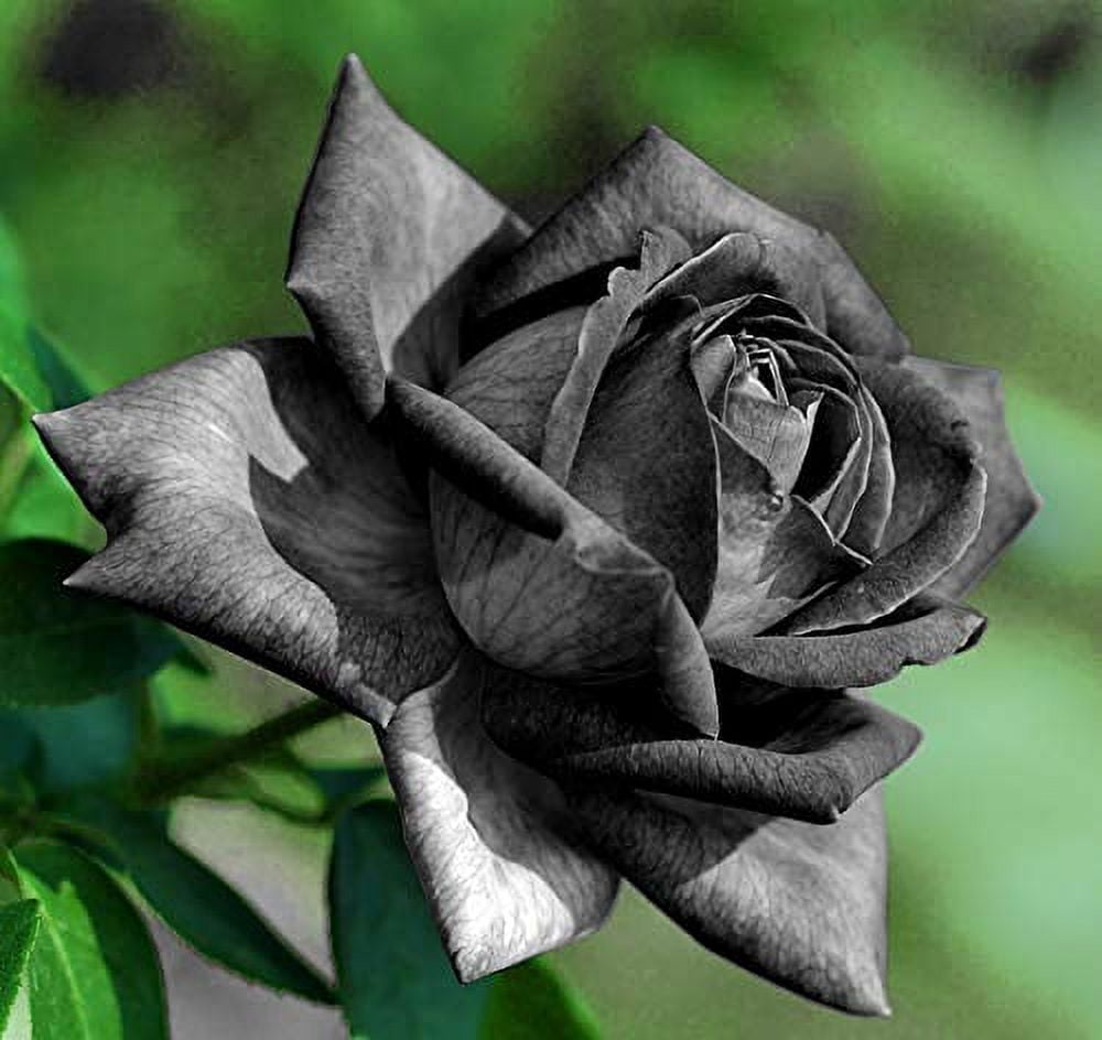 Black Away Rose Flower Seeds for Planting – Heirloom, Non-GMO Wildflower Mix for Home Garden