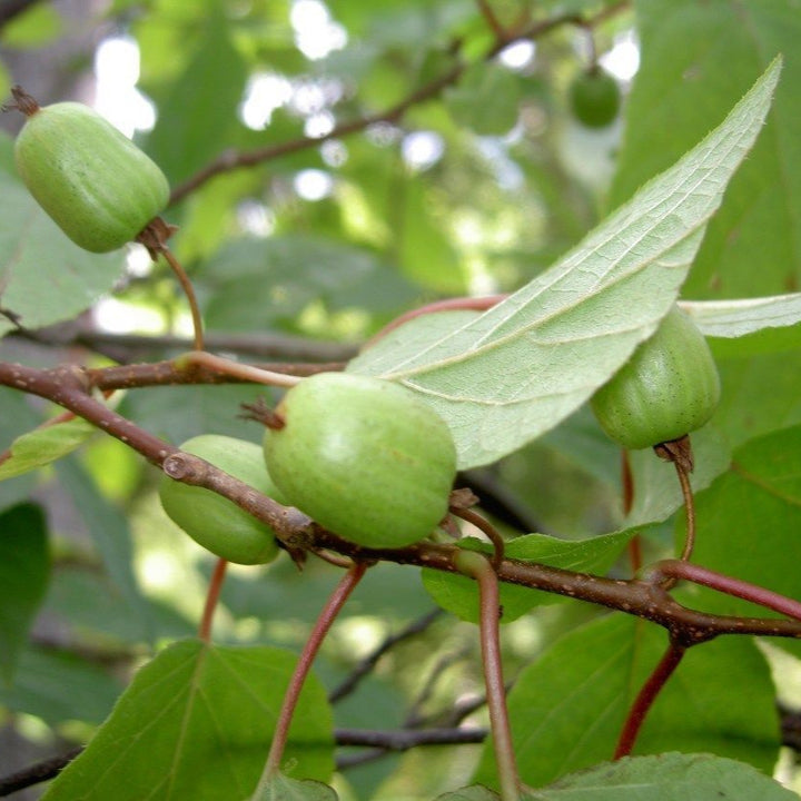 Actinidia Kolomikta fruit seeds for planting - Heirloom & Non-GMO Garden seeds, hardy vines with sweet fruit yield
