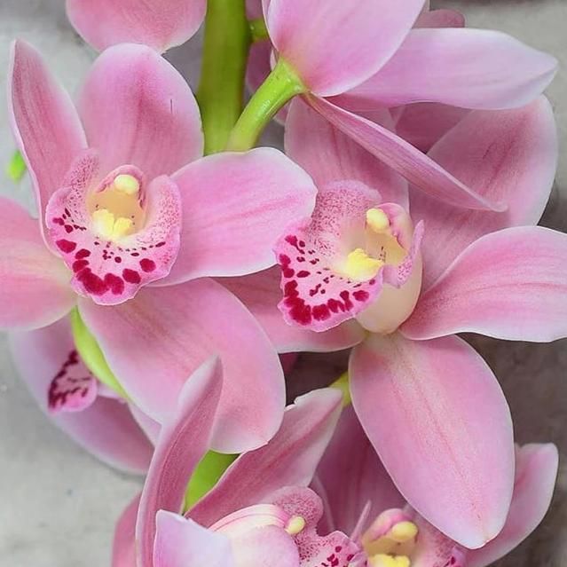 Baby Pink Orchid Flower Seeds for Planting – Heirloom Non-GMO, High Germination Organic Garden Seeds