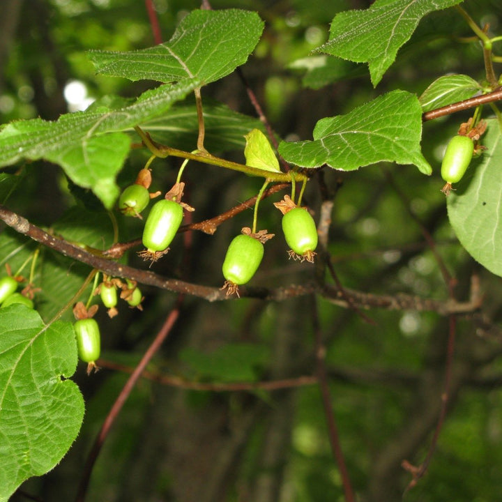 Actinidia Kolomikta fruit seeds for planting - Heirloom & Non-GMO Garden seeds, hardy vines with sweet fruit yield