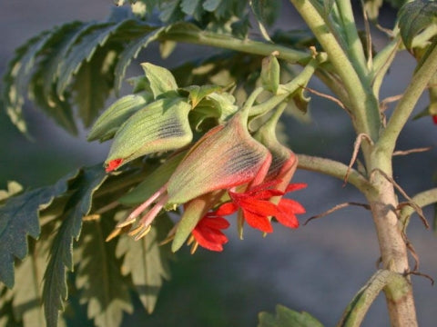 Melianthus Comosus Flower Seeds for Planting – Heirloom Non-GMO Seeds, High Germination Hardy Variety