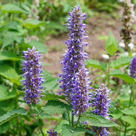 Purple Hyssop Herb Seeds for Planting – Heirloom, Non-GMO, Organic Garden Seeds with High Germination