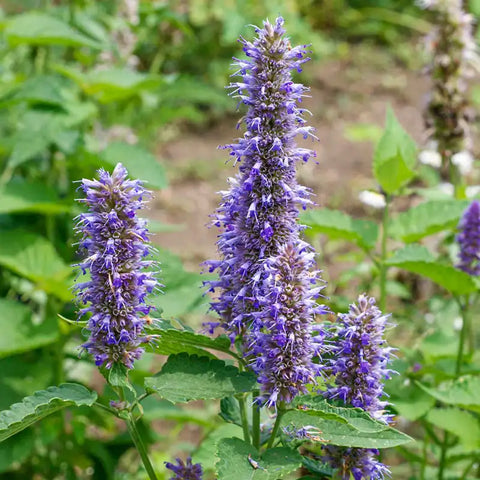 Flower Seeds, Seeds,Seeds For Planting,Plant Seeds