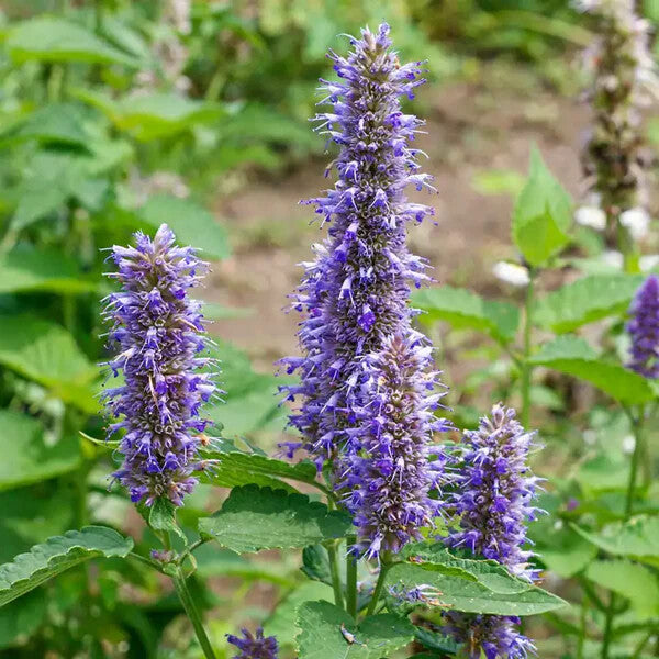 Violet Giant Hyssop Flower Seeds for Planting – Heirloom Non-GMO, High Germination Organic Garden Seeds