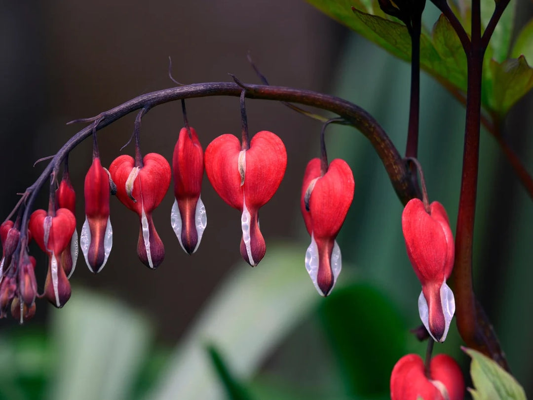 Red Heart Flower Seeds for Planting – Heirloom Non-GMO High Germination Organic Garden Seeds