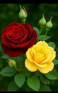 Yellow & Light Red Rose Flower Seeds for Planting – Heirloom, Non-GMO, High Germination Wildflower Mix