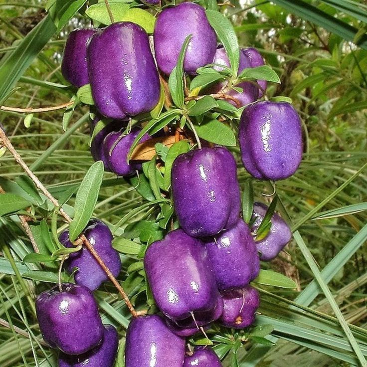 Fruit Seeds,Garden seeds, Seeds For Planting,Plant Seeds