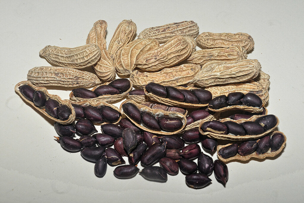 Black Peanut Seeds for Planting – Heirloom Non-GMO Organic Garden Seeds with High Germination for Vegetables