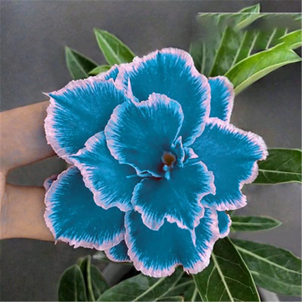 Blue Rose Adenium Flower Seeds for Planting – Heirloom, Non-GMO, Sun Loving, High Germination