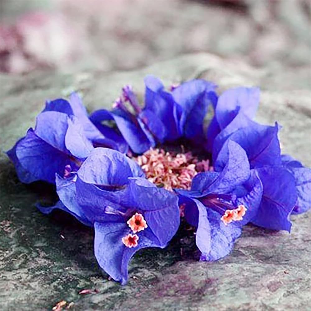 Blue Spectabilis Flower seeds for Planting - Garden Favorite, Heirloom & GMO Free Seeds for Home Garden, High Germination