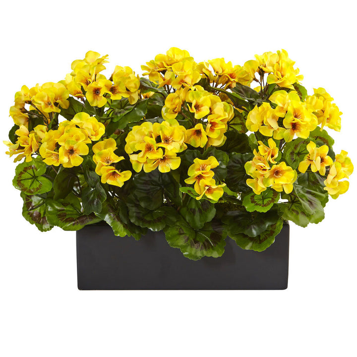 Dark Yellow Geranium Flower Seeds for Planting – Heirloom, Non-GMO, High Germination Organic Garden Seeds