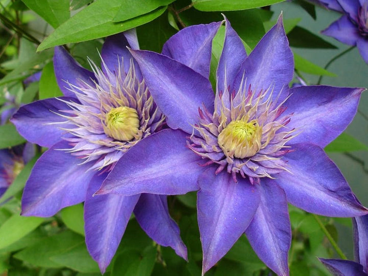 Blue Clematis Flower Seeds for Planting – Heirloom Non-GMO, High Germination Organic Garden Seeds
