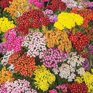 Flower Seeds, Seeds,Seeds For Planting,Plant Seeds