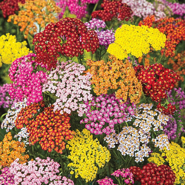 Flower Seeds, Seeds,Seeds For Planting,Plant Seeds