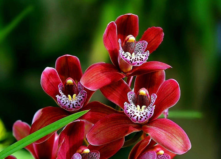 Dark Red Orchid Flower Seeds for Planting – Heirloom Non-GMO, High Germination Organic Garden Seeds