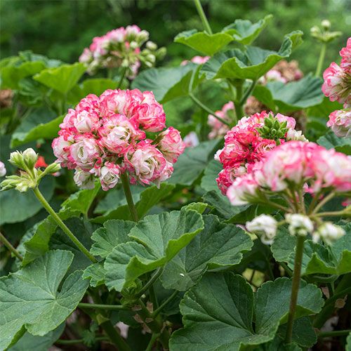Geranium Apple Blossom Flower Seeds for Planting – Heirloom, Non-GMO, High Germination Garden Seeds