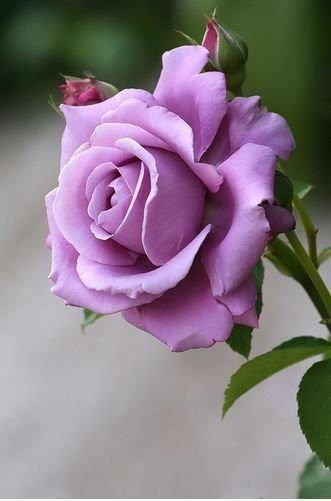 Light Purple Rose Flower Seeds for Planting – Heirloom, Non-GMO, High Germination Organic Garden Seeds