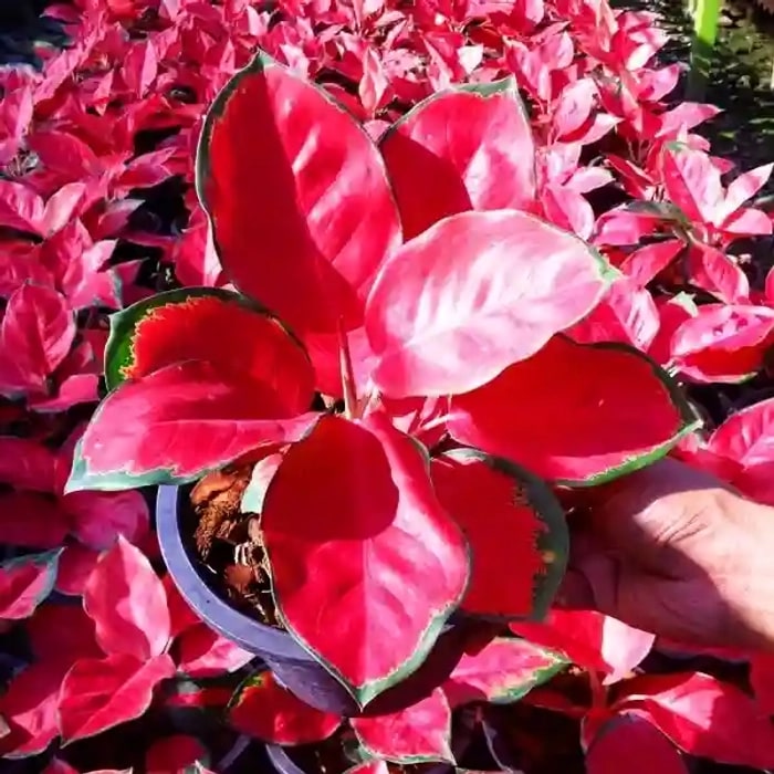 Red Aglaonema Flower seeds for Planting – Wildflower Mix, Heirloom & GMO Free Seeds for Home Garden, Non-GMO High Germination Organic Garden Seeds