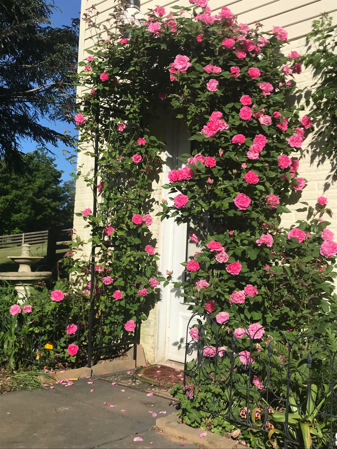 Zephirine Drouhin Rose Seeds for Planting – Heirloom, Non-GMO, High Germination Organic Garden Seeds