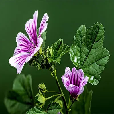 Malva Flower Seeds for Planting – Heirloom Non-GMO, High Germination Organic Garden Seeds
