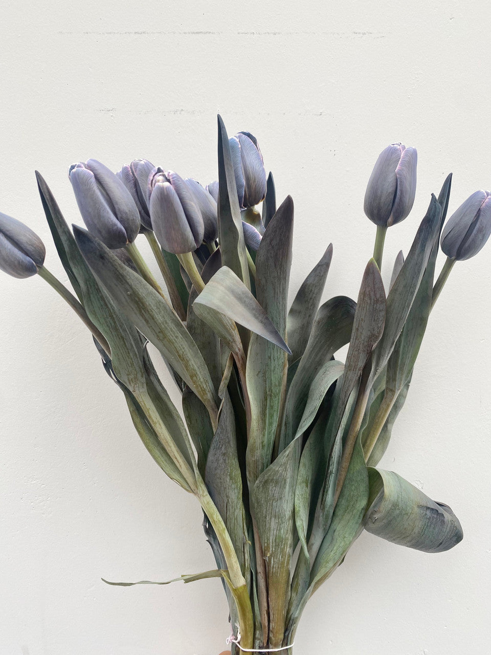 Light Grey Tulip Flower Seeds for Planting – Heirloom, Non-GMO, Hardy Variety, High Germination