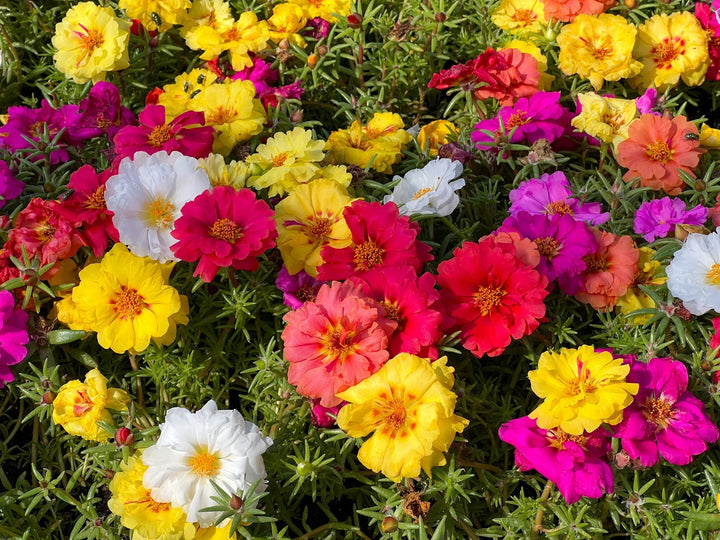 Flower Seeds, Seeds,Seeds For Planting,Plant Seeds