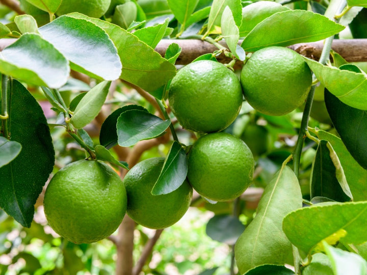 Key Lime fruit seeds for planting - Heirloom & Non-GMO Garden seeds