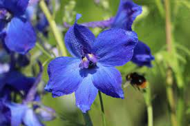 Delphinium belladonna Flower Seeds