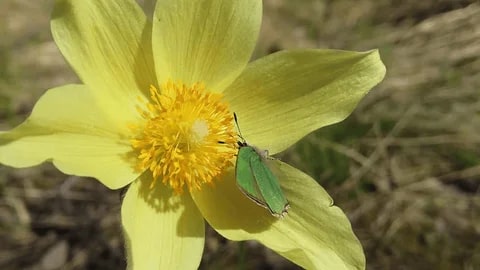 Yellow Anemone Pulsatilla Flower Seeds for Planting – Premium Quality, Heirloom & Non-GMO Home Garden