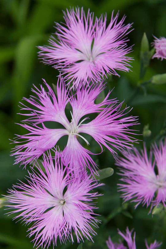 Dianthus Superbus Flower Seeds for Planting – Wildflower Mix, Heirloom, Non-GMO, High Germination Organic Garden Seeds