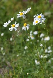 Wild Chamomile Seeds for Planting – Heirloom, Non-GMO Medicinal Herb for Tea & Relaxation Gardens