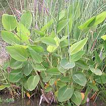 Green Thalia Dealbata Seeds for Planting – Shade Tolerant, Heirloom &amp; Non-GMO Organic Garden Seeds