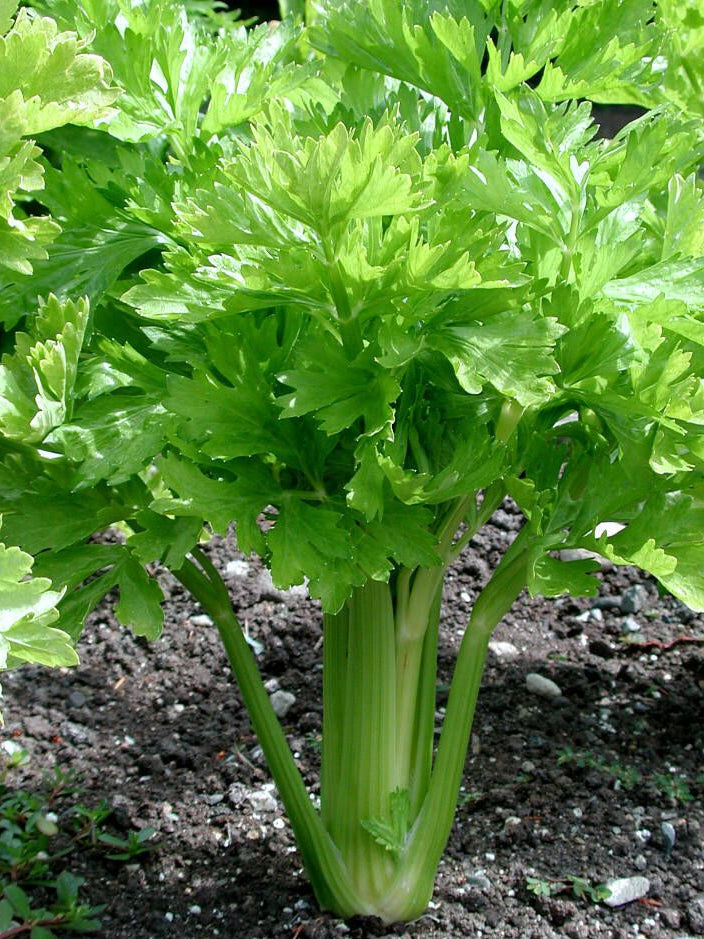 Green Apium Graveolens Celery Herb Seeds for Planting – Heirloom, Non-GMO, Organic Garden Seeds with High Germination