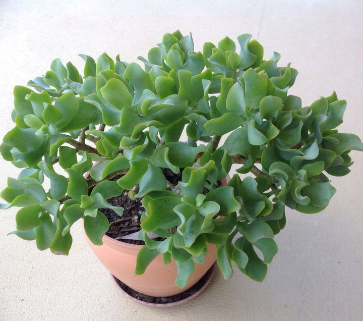 Green Arborescens Herb Seeds – Heirloom, Non-GMO Seeds for Flavorful Garden Herbs