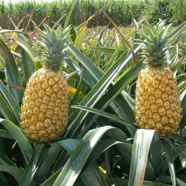 Queen Victoria Pineapple fruit seeds for planting – Heirloom & Non-GMO rare backyard garden seeds