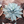 Agave Havardiana Succulent  Flower seeds for Planting - Fragrant Blossoms, Heirloom & GMO Free Seeds for Home Garden, 100pcs