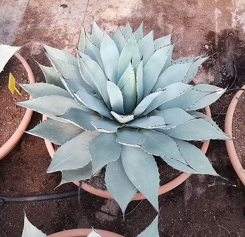 Agave Havardiana Succulent  Flower seeds for Planting - Fragrant Blossoms, Heirloom & GMO Free Seeds for Home Garden, 100pcs